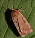 2115 (73.364) Rosy Marsh Moth